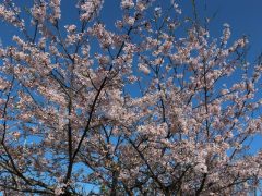 桜も綺麗でした♪