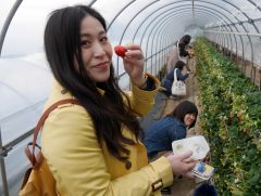黄色の女、チエコ先生