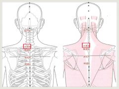 新版　経絡経穴概論　第2版 より引用