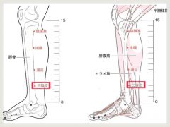 新版　経絡経穴概論　第2版 より引用