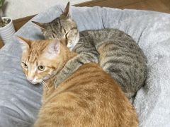 本当に癒されます♪