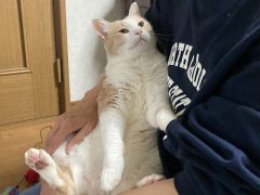 大好きな猫ちゃん！